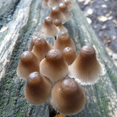P1120160a fungi